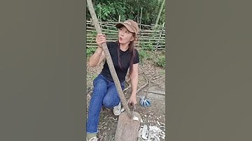 Masteran burung viral kocak bikin ngakak hiburan warga+62 funny videos funny shorts