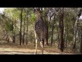 Tall giraffe eating trees in Kruger Park