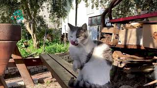 STRAY CATS video