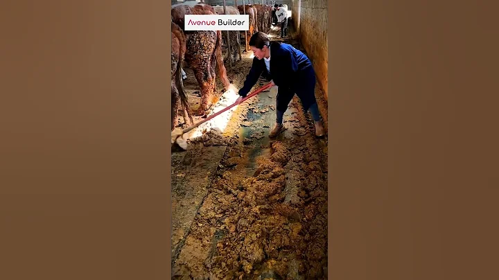 Cleaning manure at a cow farm | #cowsfram #farmcleaning #cleaning #cows #farm #shorts