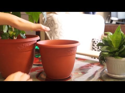Видео: Почему мой гибискус изменил цвет - узнайте об изменении цвета растений гибискуса
