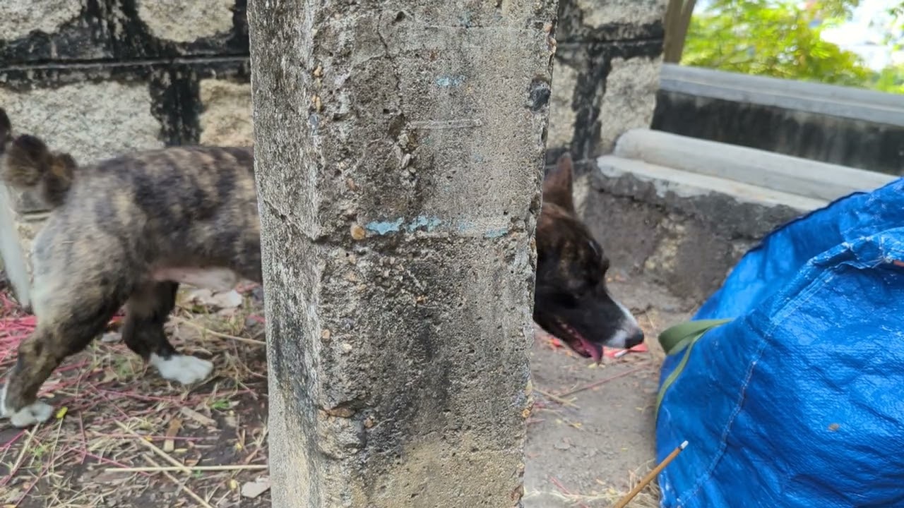 Đi Chùa Long Sơn + Nhà Thờ Đá Nha Trang Tết 2024