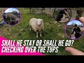 SHALL HE STAY OR SHALL HE GO? | CHECKING OVER THE TUPS