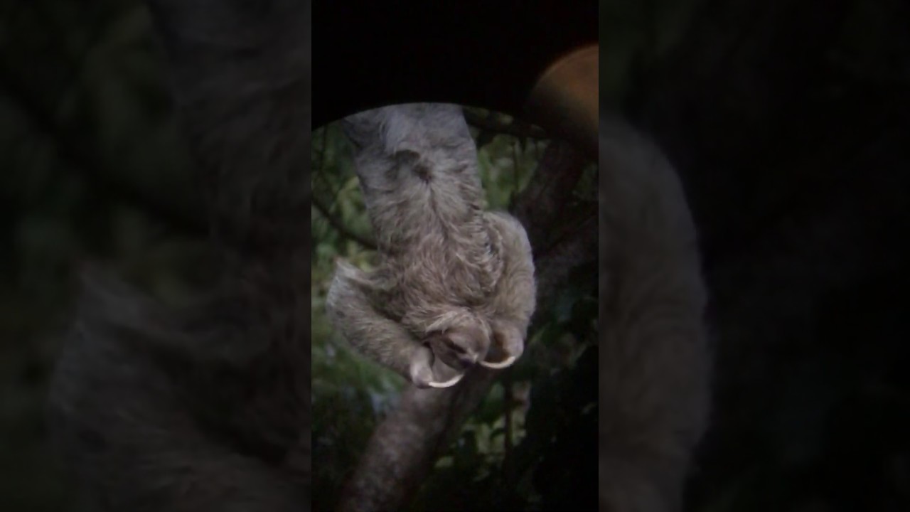 Night Sloth with Toucans talking in background - Costa Rica