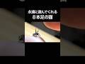 永遠に遊んでくれる8本足の猫