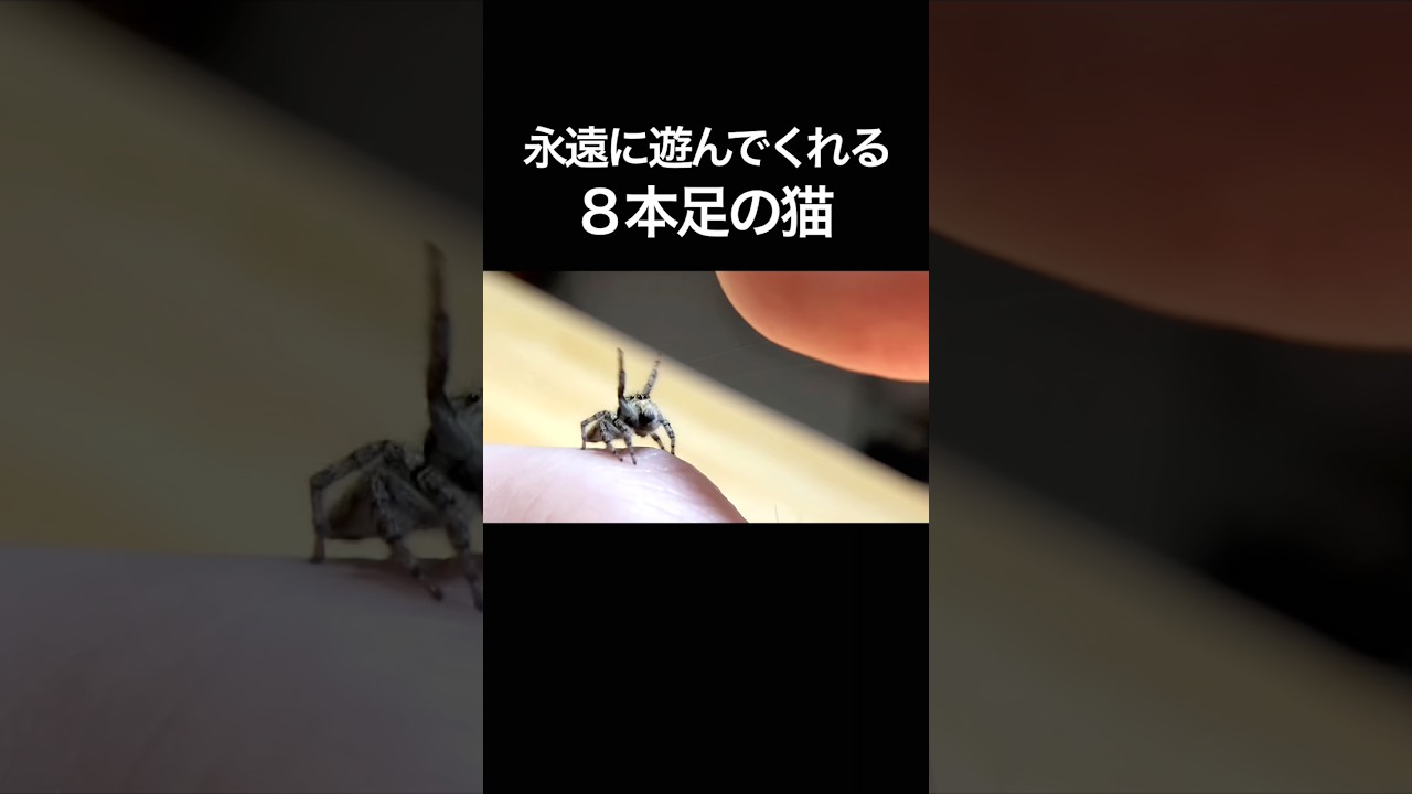 永遠に遊んでくれる8本足の猫