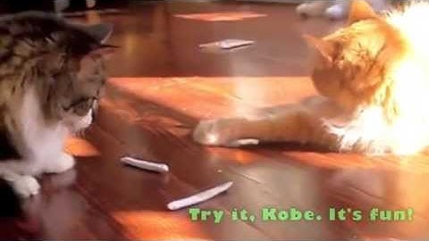 M Shares a Catnip Joint, at StarkRavingCat.com Videos