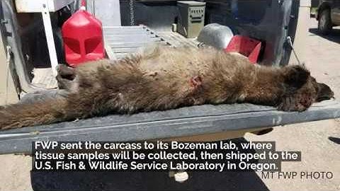 Canid animal shot near Denton sparks interest