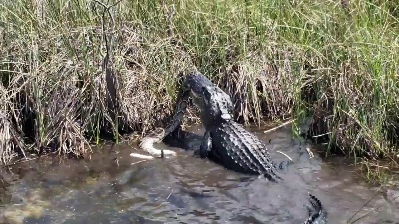 Alligator vs. python at Shark Valley Visitor Center in Miami-Dade - YouTube
