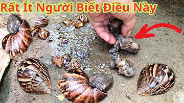 Phải chi tôi biết sớm hơn. Chỉ cần đập ốc sên ra tôi sẽ không còn tốn tiền ở cửa hàng nữa.