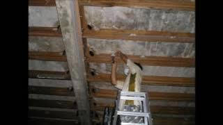 Suara  Tarik Walet Kalimantan Baru 0 Swallows Voice