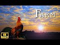 Farm animals in 4k captivating animal and nature sounds