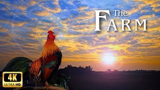 Farm Animals in 4K! Captivating Animal Video and Nature Sounds