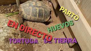 Puesta de huevos tortuga de tierra