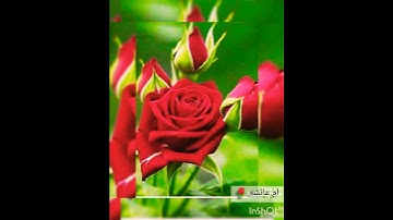 حالات واتس اب اسلاميه سورة الاخلاص ❤🌹