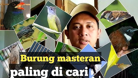 Review 10 burung masteran paling baik dengan harga  murah