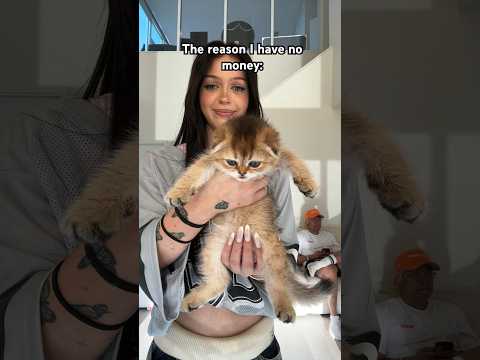 Cute Right Nevada Kitten Trend Tiktok