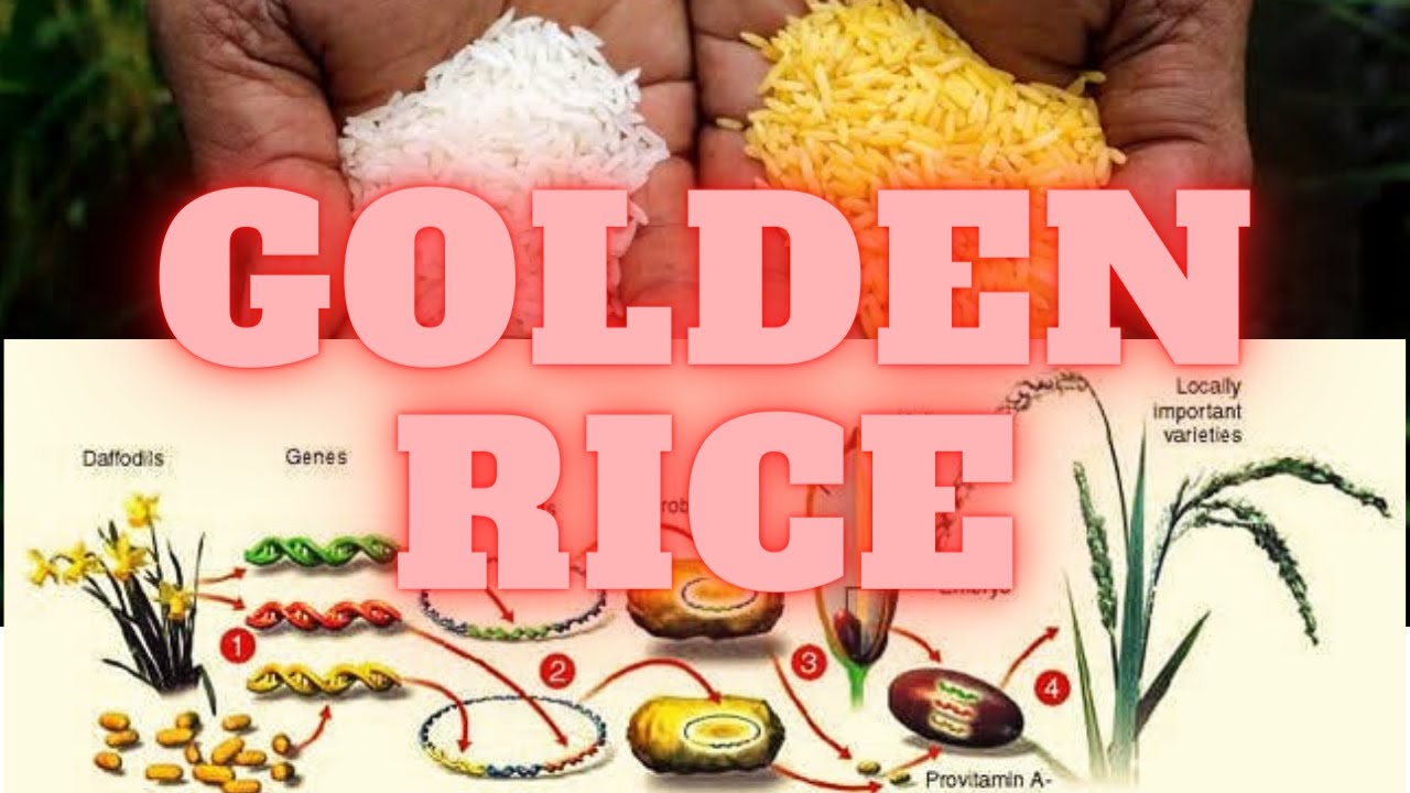 Molecular farming-Golden Rice