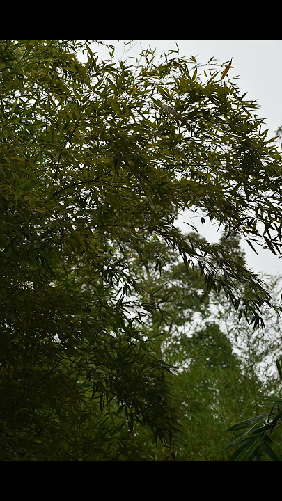 Phyllostachys edulis exaurita Phyllostachys pubescens exaurita 麻衣竹 hemp moso bamboo 2