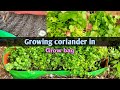 how to grow coriander from seeds | coriander growing | grow bag