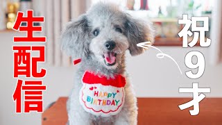 【祝9才生配信】愛犬グリィの誕生日を祝う