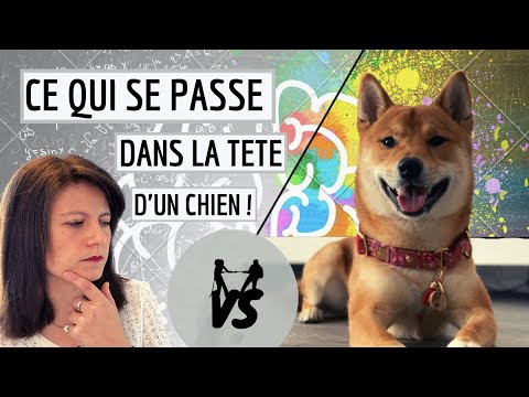 Vidéo: Les chats rient-ils?