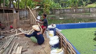 Download Lagu 20 hari pekerjaan indoplangsir farm MP3