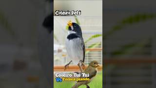 Coleiro tuí tuí Roqueado canto tui tui Zero Zero Vs fêmea piando e chamando #coleirotuituizerozero