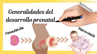 DESARROLLO PRENATAL - Generalidades Desde la Fecundación Hasta el Nacimiento [Conceptos Básicos]