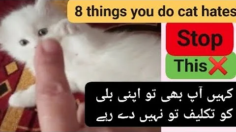 8 things you do that hurt your cat🐈|8 things cat hate the most|please stop this |Persian cat care 😺