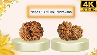 13 Mukhi Rudraksha From Nepal | One of the Best Rudraksha For Venus | 13 Mukhi Rudraksha Benefits
