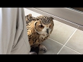 猛禽類だって甘えたい