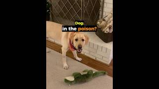 This Dog Instantly Regretted Everything... This Dog Instantly Regretted Everything...