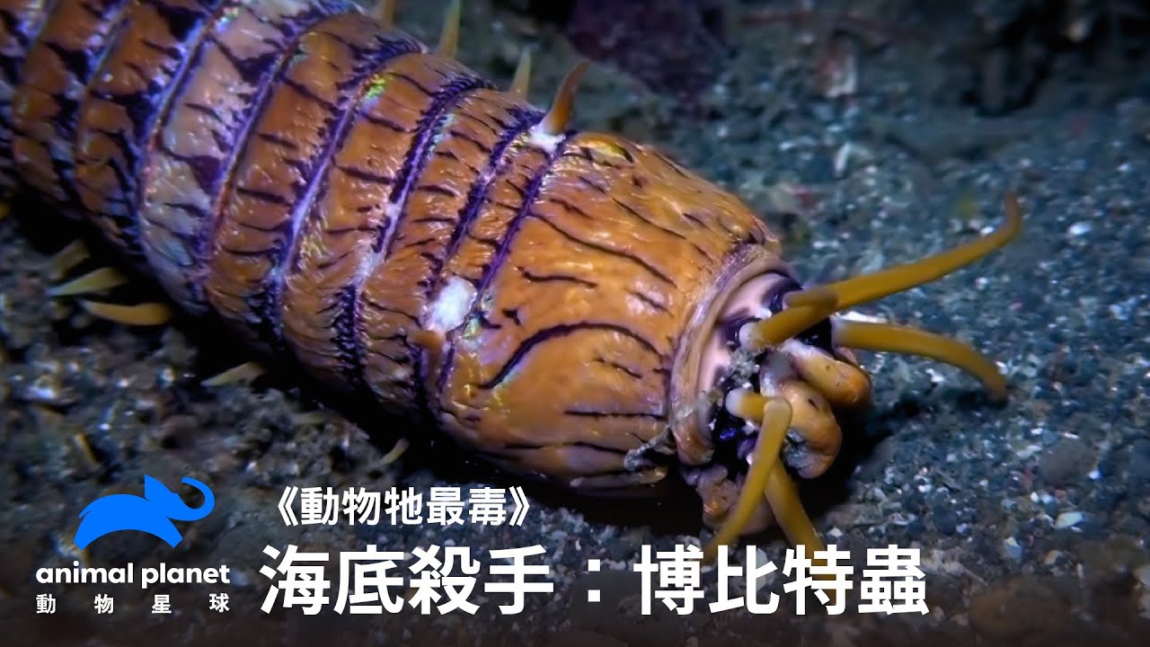 能把河豚扯成兩半的怪蟲：博比特蟲｜動物牠最毒｜動物星球頻道