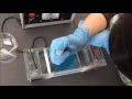 Gel Electrophoresis Lab