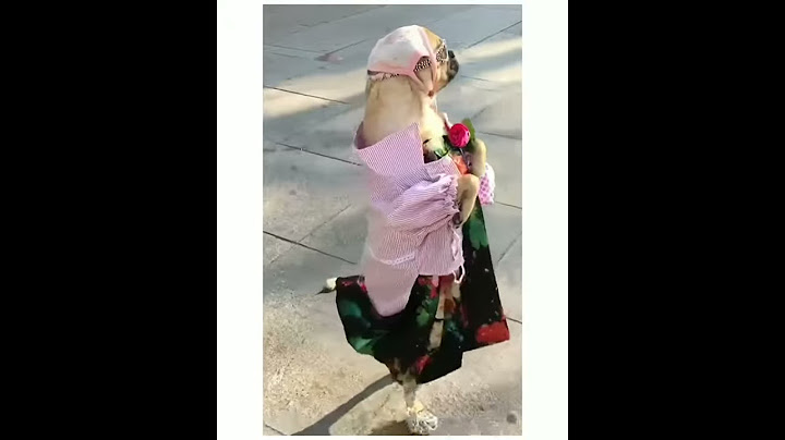 А у тебя есть токая собака?