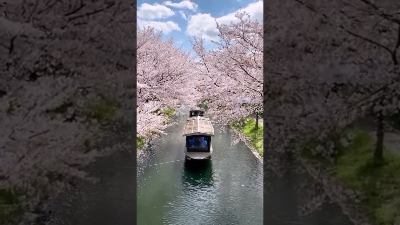 Cherry Blossoms and boat ride on Shingashi River | amazing nature.