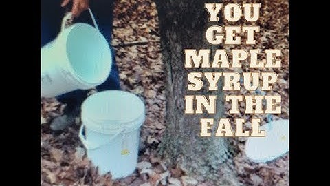 Can you get Maple Syrup in the Fall