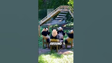 Fun Panda Facts You Didn’t Know