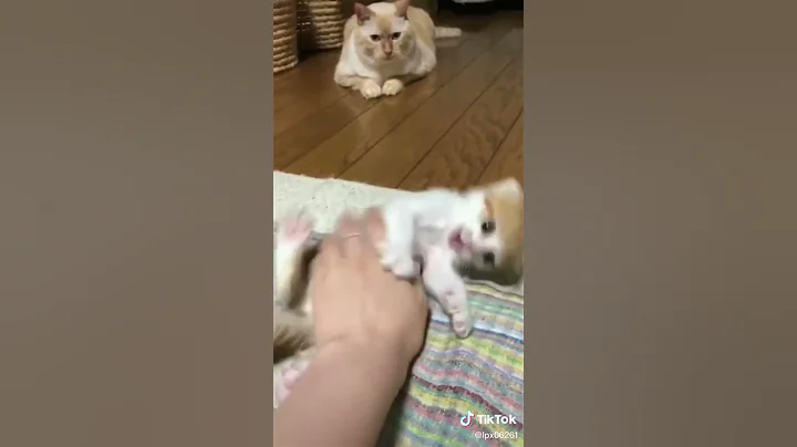 Video 4623351: norwegian forest cat rare, laugh norwegian forest cat, sound forest cat, forest cat funny, forest cat dog, cat funny smile, best funny cat, cute cat