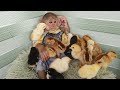 Monkey cutis and baby goat chick s compilation