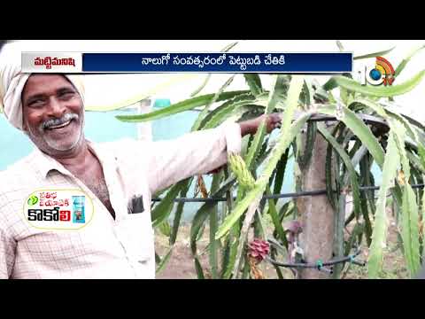 అమెరికన్ బ్యూటీ డ్రాగన్ ఫ్రూట్ సాగు | Dragon Fruit Cultivation | 10TV