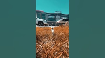 Speed ramp #mobilografiya #smartphone #tutorial #edit