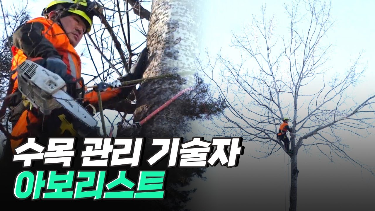 [핫클립] 숲의 건강과 사람의 안전을 지키는 아보리스트 / YTN 사이언스