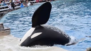 Orca Encounter (Full Show) - SeaWorld San Diego - July 2, 2023