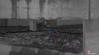 Hog Farm Rat Hunt Pt 3