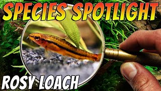 Get to know the Mischievous Rosy Loach (Tuberoschistura arakensis/Yunnanilus sp) Thumbnail