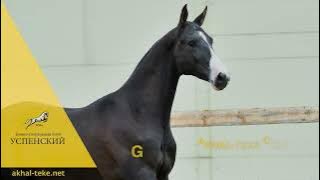 Akhal-teke colt Gayar-Shael