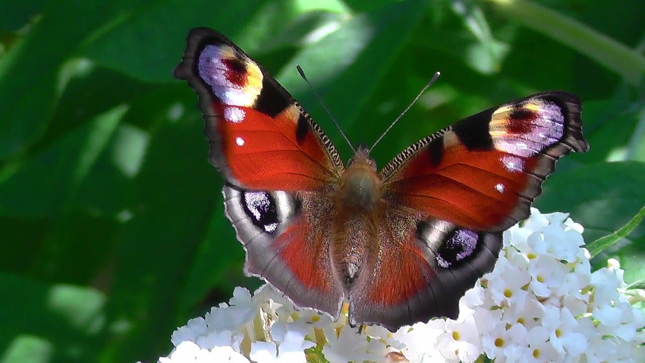 Taubenschwänzchen, Rosenkäfer, Schmetterlinge hummingbird hawk-moth rose beetles a colorful variety