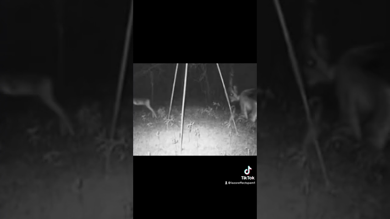 The Creepiest Trail Cam Photos 🌳 